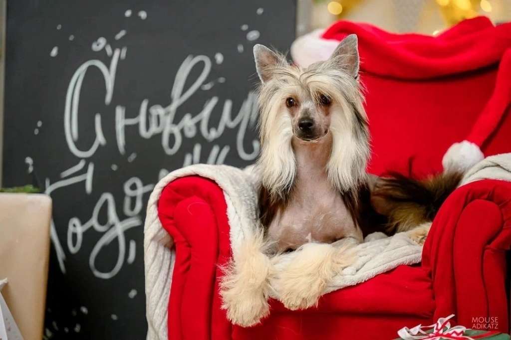 Ognenny Lotos Intriganka