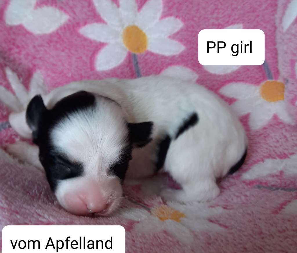 Ohana  vom Apfelland