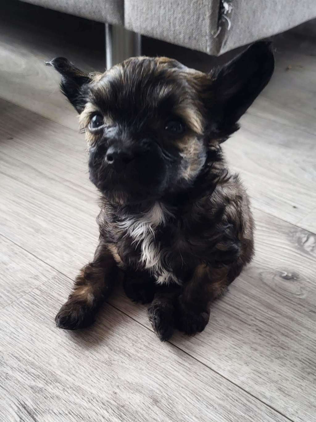 Smal Island dogs Cappuccino Dream