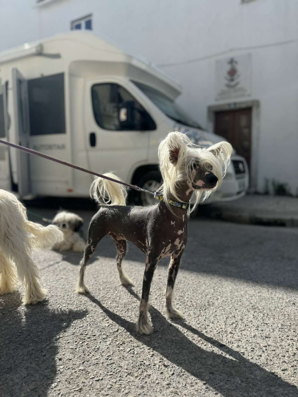 Royal James de Meigas e Trasnos