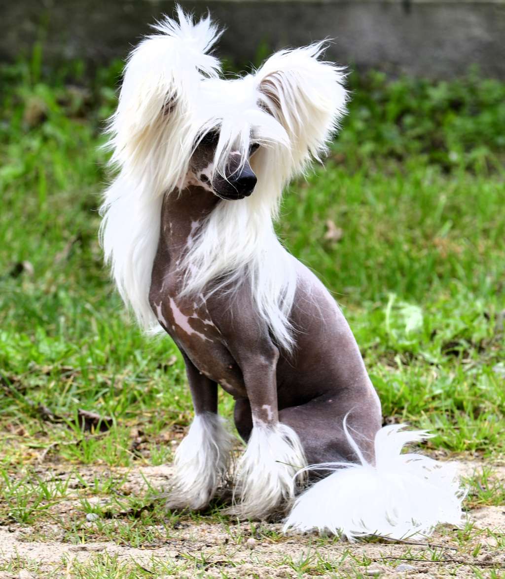 Zefirka Winning Smile