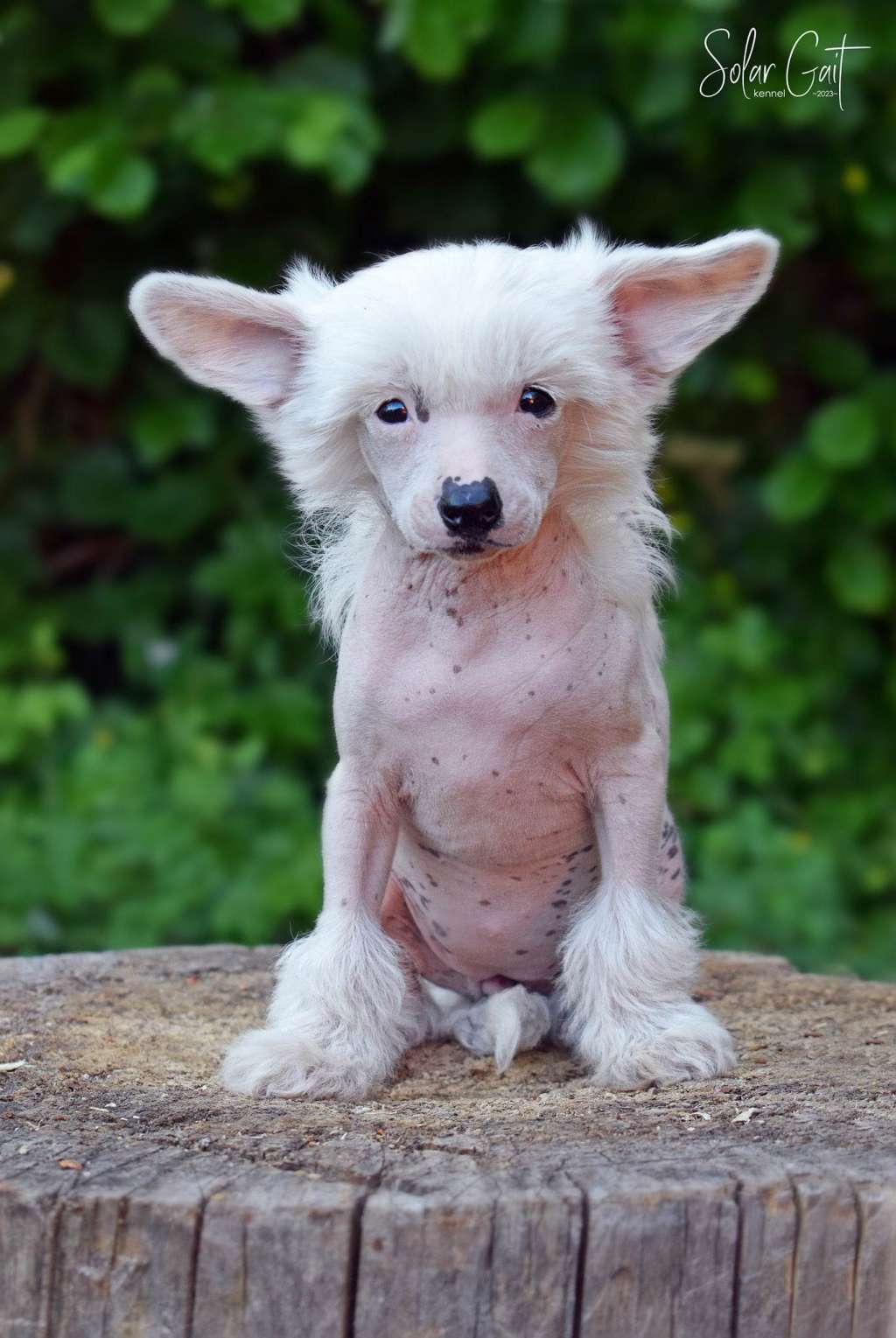 Solar Gait Ilain of happines