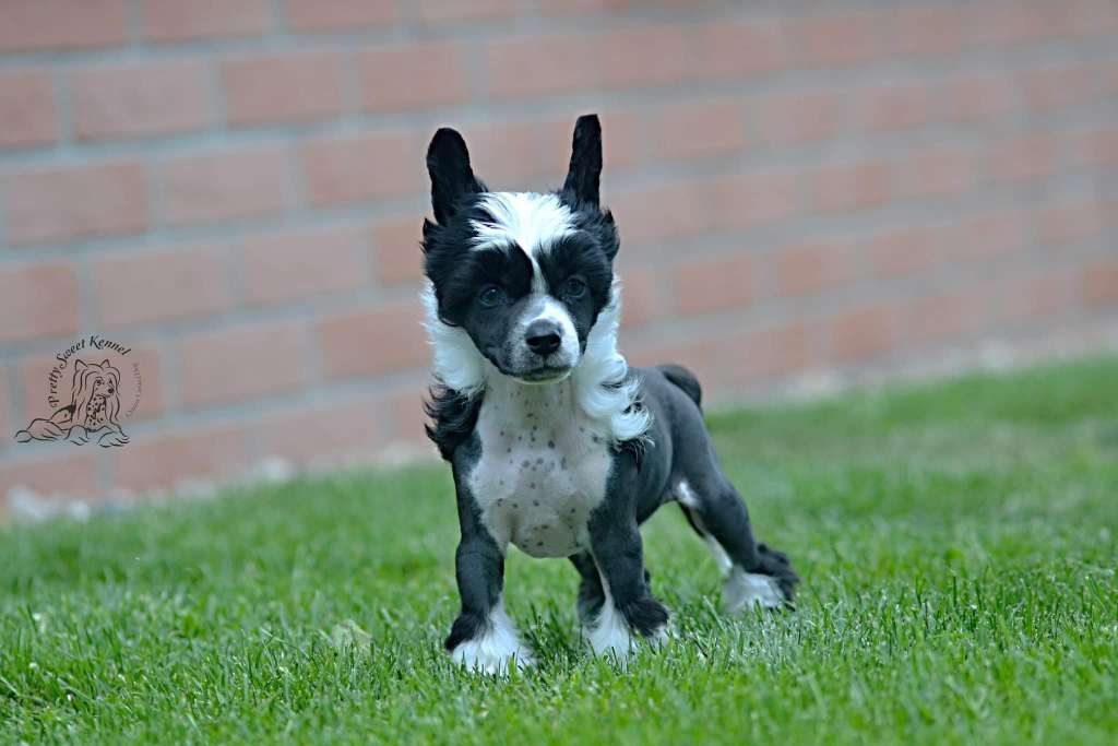 Chocapic Please Prett Sweet