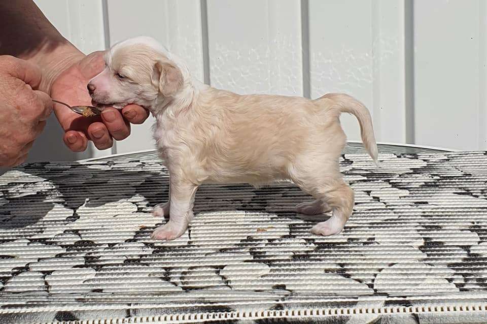 Beachcrest Coco Chanel