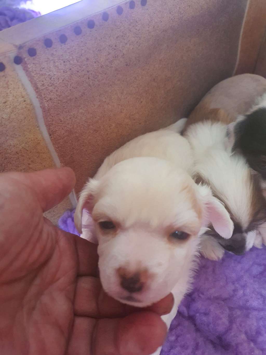 Beachcrest Jean Louis