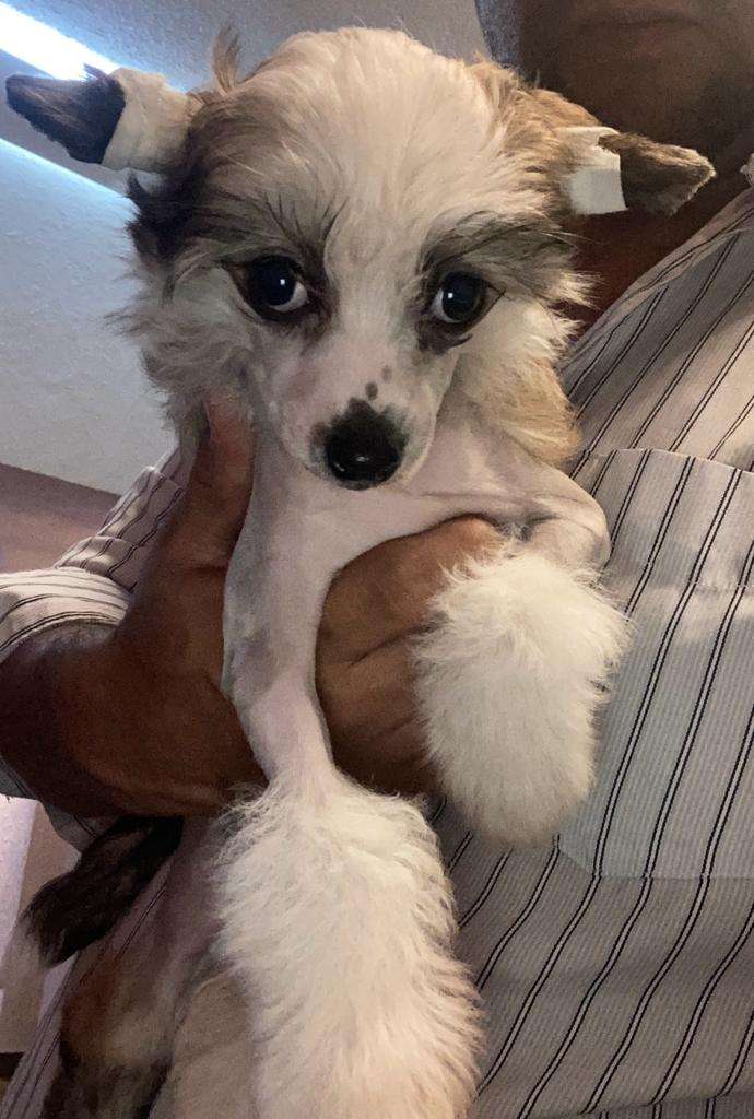 "Nightmer Moon" (Martinez)