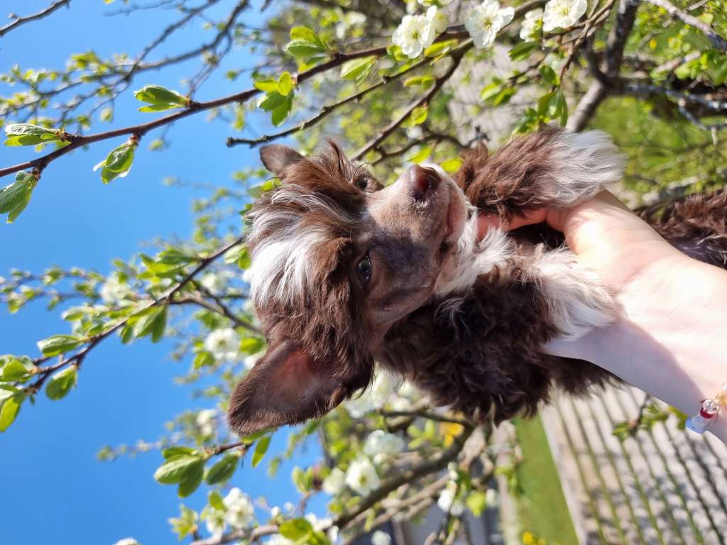 Myrnas Mignon Étoile Idol Illusion