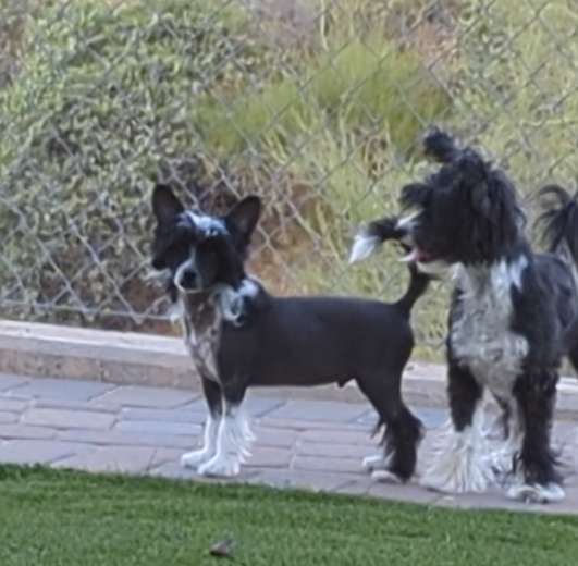 Crest-Vue's Sugar Rush