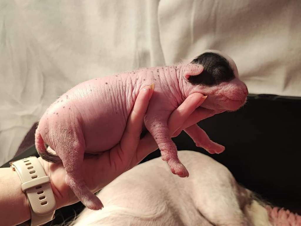 Naked Stars You Shook Me All Night Lungo