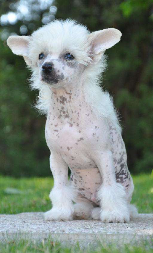 Cherubín Modry kvet