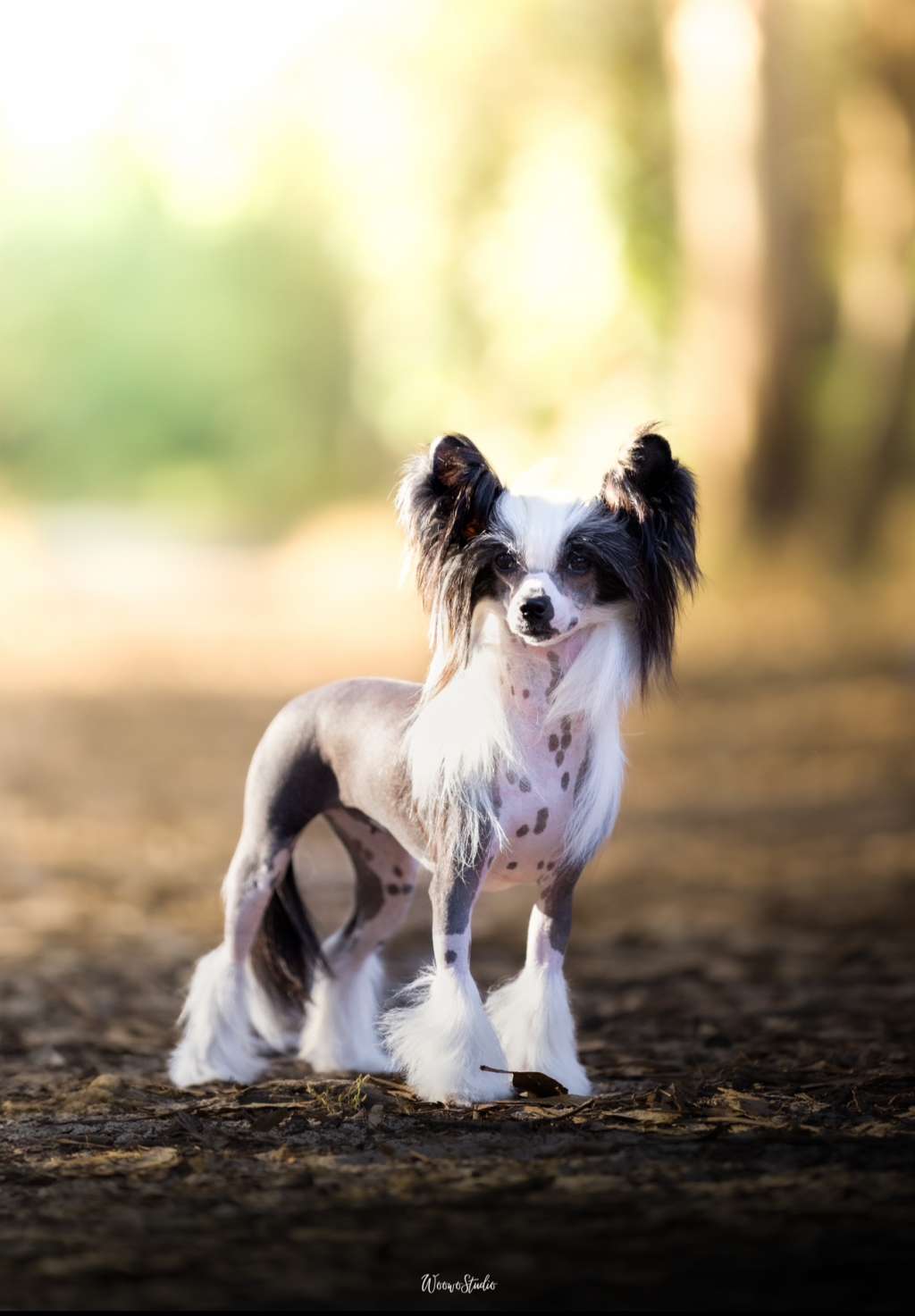 Miss Dior Blooming de Lybóriu's Legacy