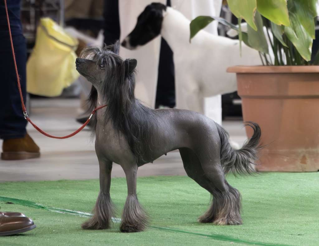 Gypsy Rose Lee de Lyboriu's Legacy