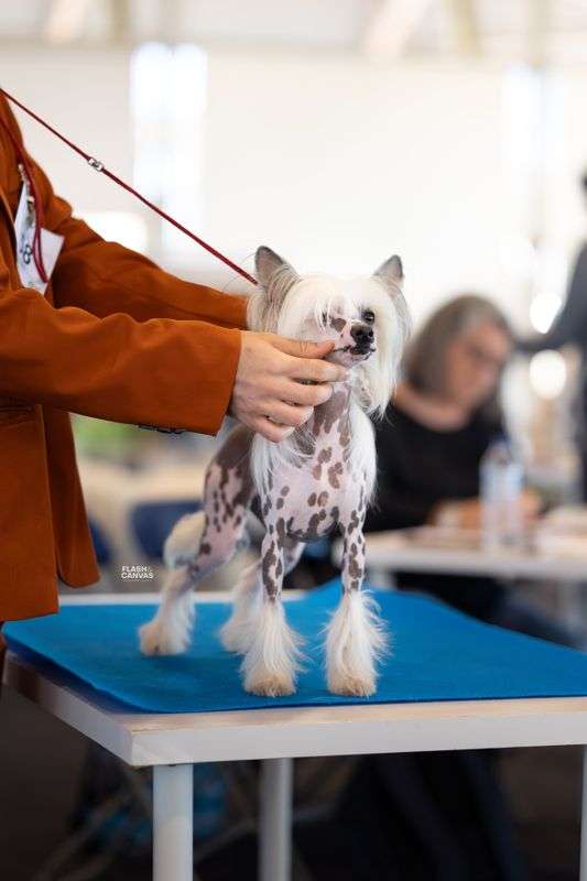 Destiny's Child de Lybóriu's Legacy