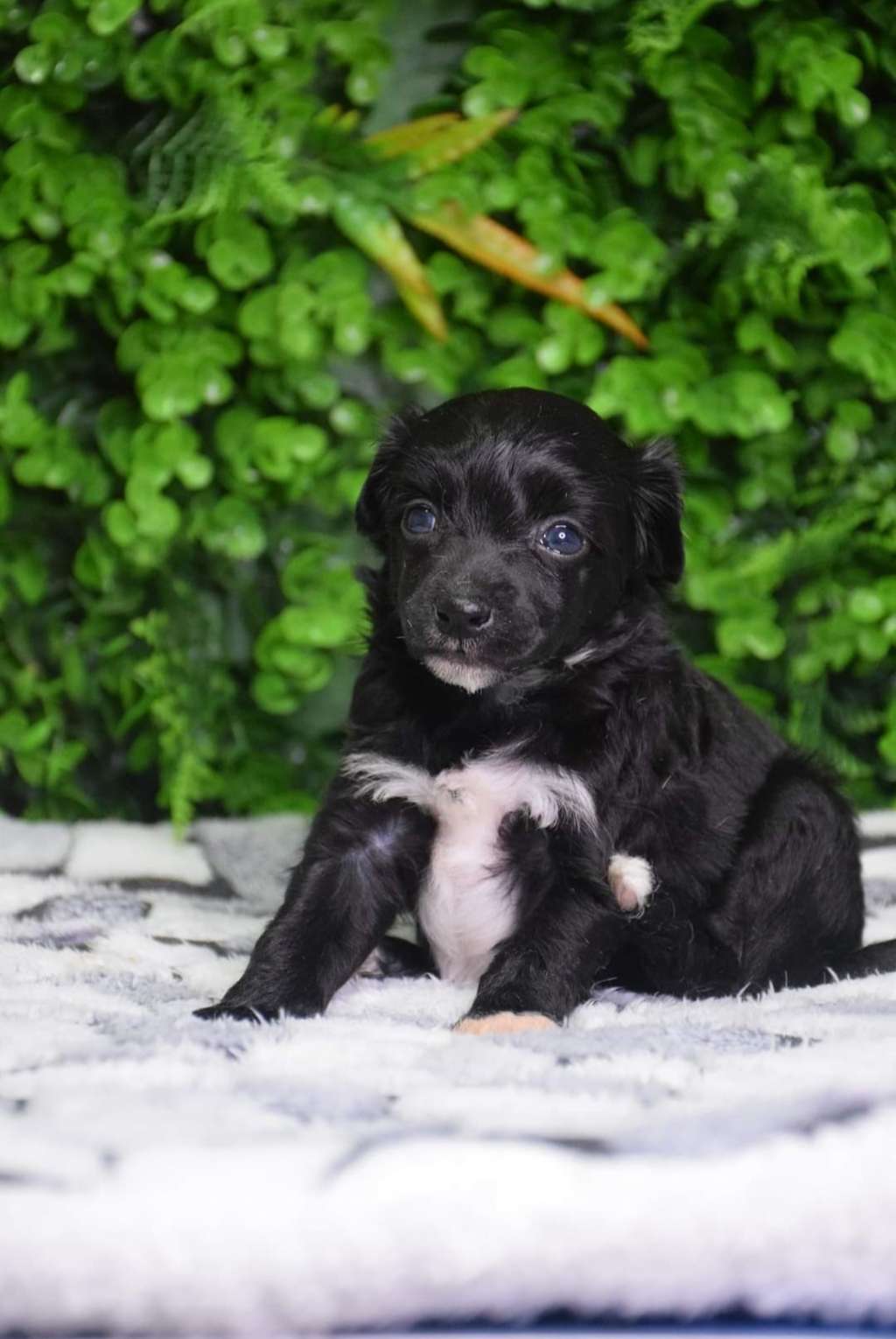 Apollo de Lybóriu's Legacy