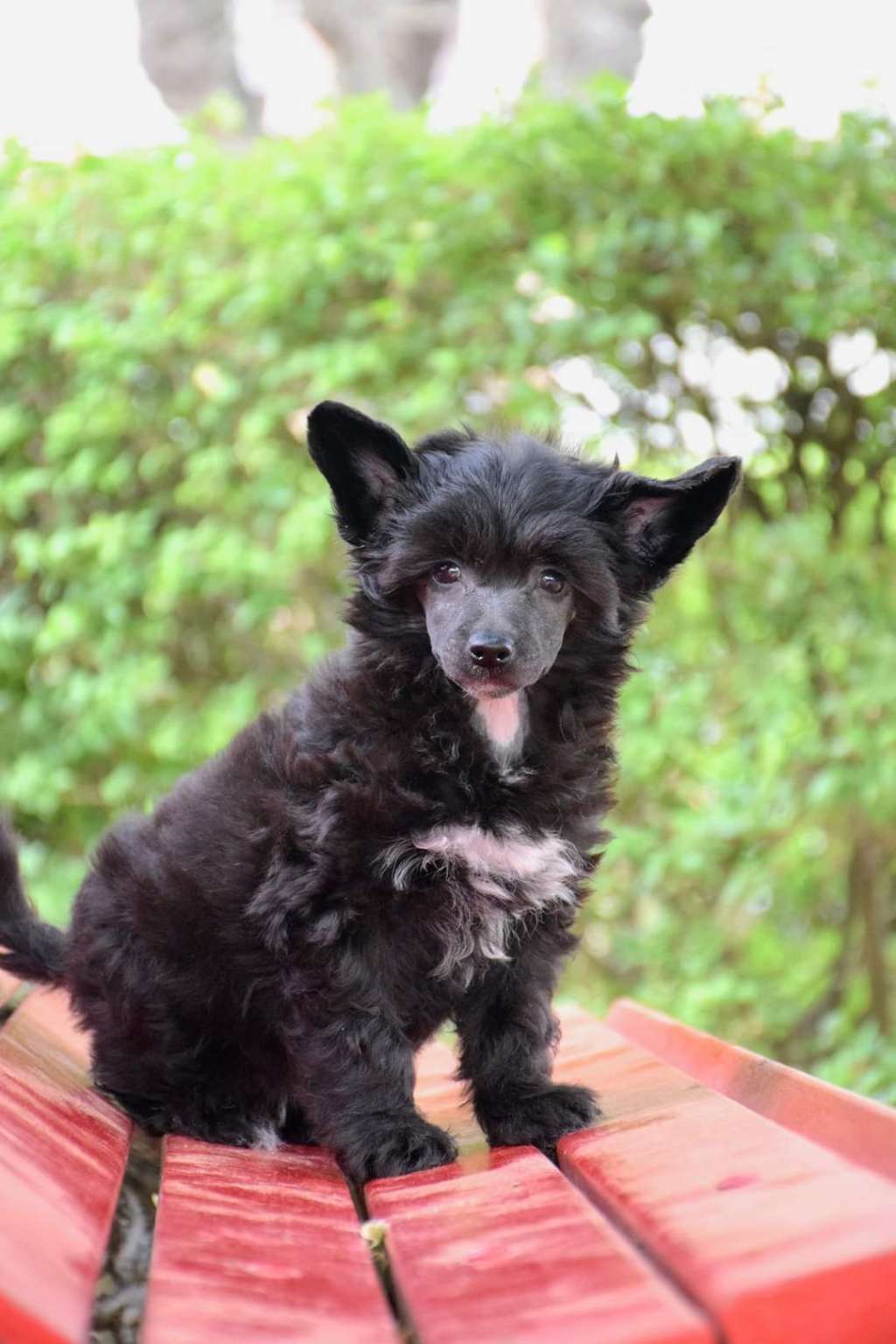 Dark Night de Lyboriu's Legacy