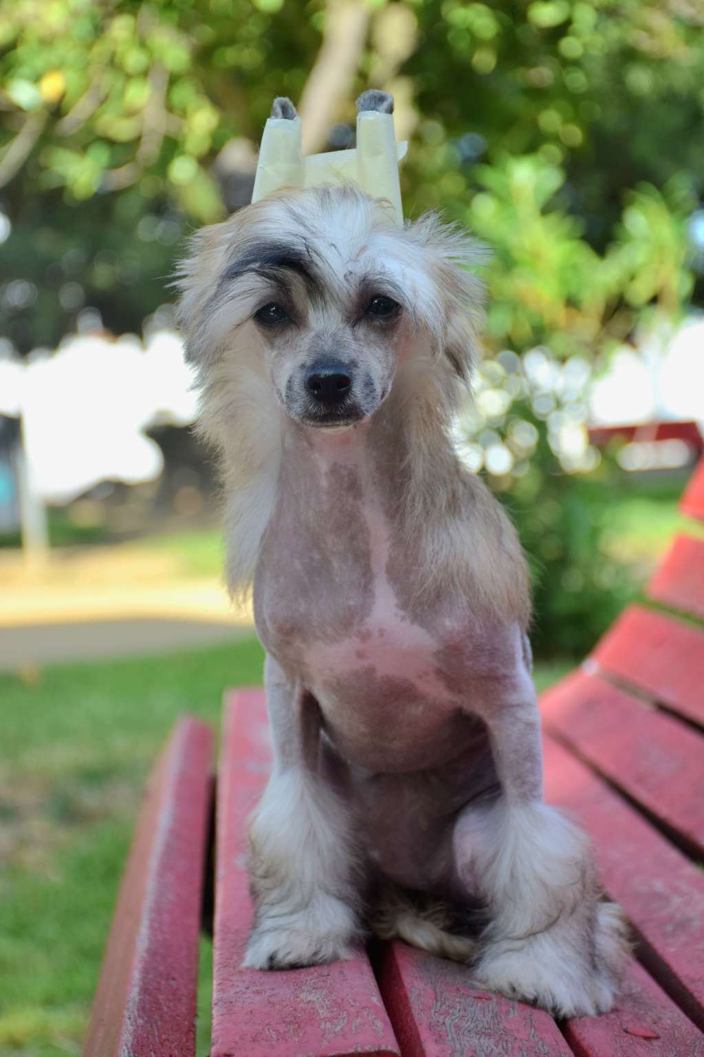 La Orden del Fenix Karma Lyborius Legacy