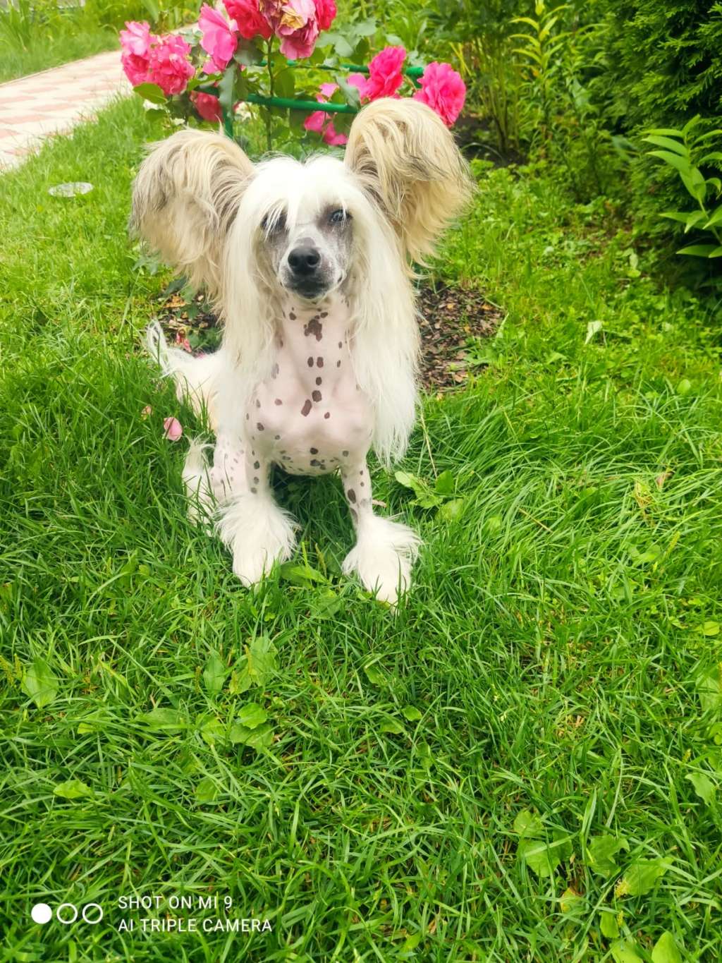 Izabel Crystals Tiffany