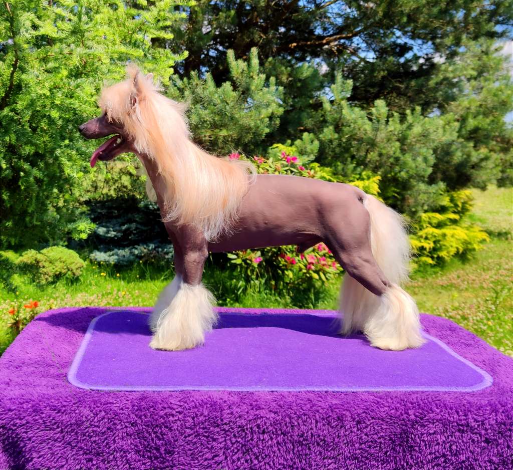 Magnus Staff Freedom Cult