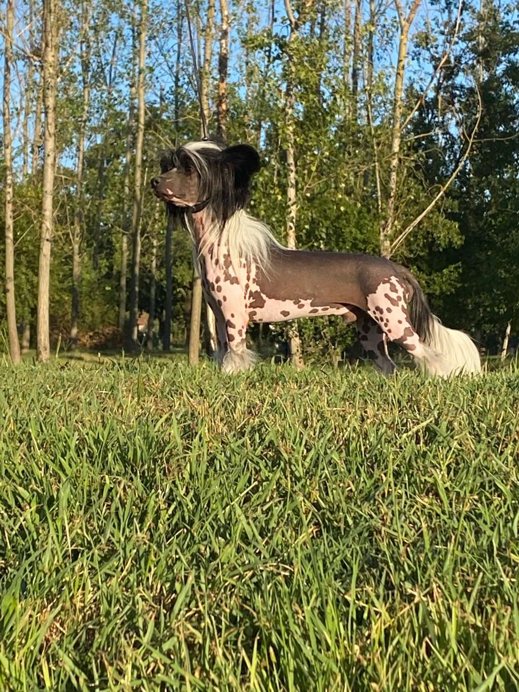 Leed's Infinity Polygon Matic