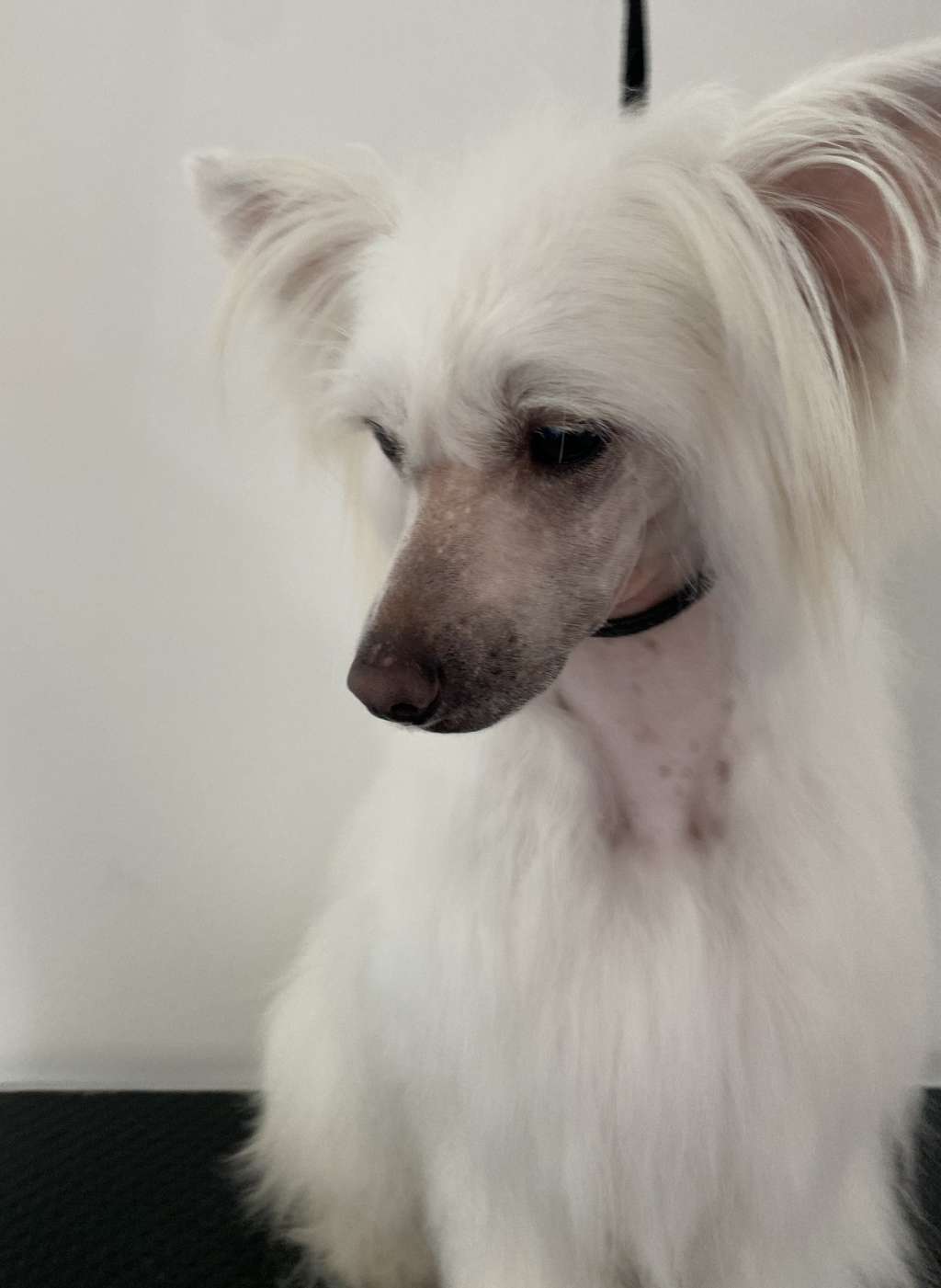 Leed's Infinity Celo Solana