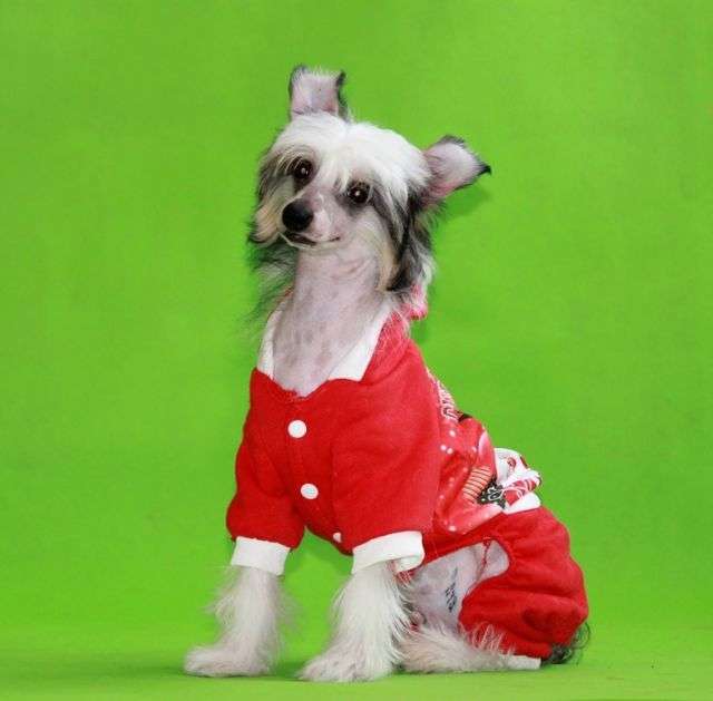 Je? All Comandor Dlya Liris