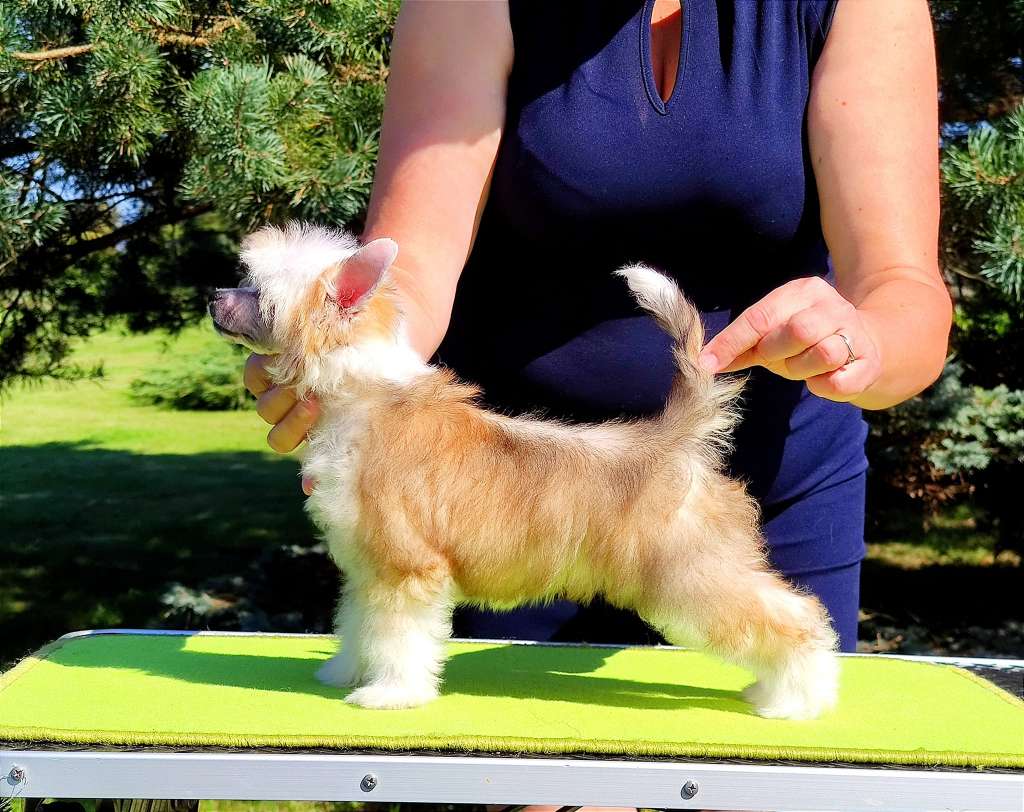 Morgana Le Fay Crystal Ice