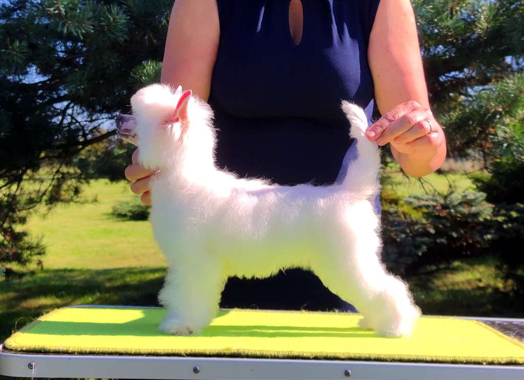 Marie Antoinette Crystal Ice