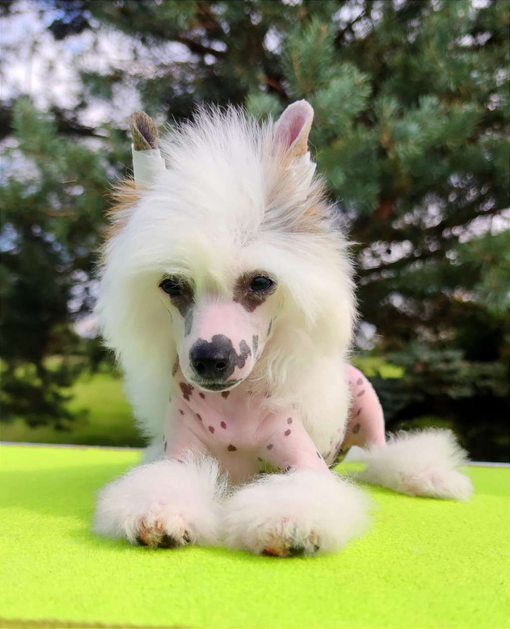 Nicolette Crystal Ice