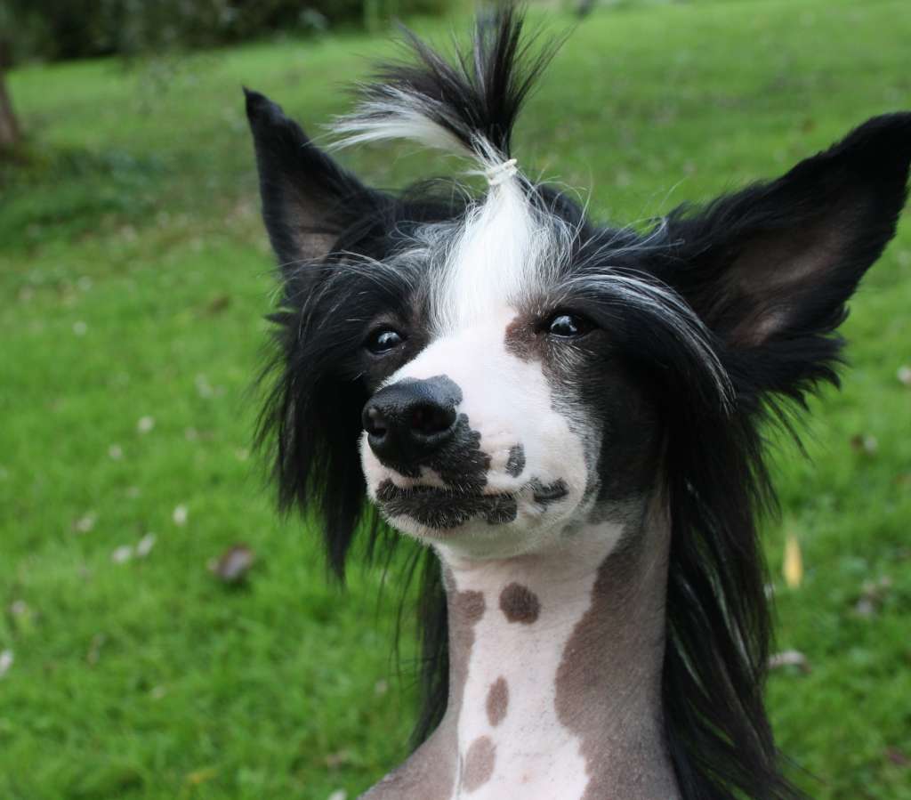 Little Dog Of Dream Van Gogh