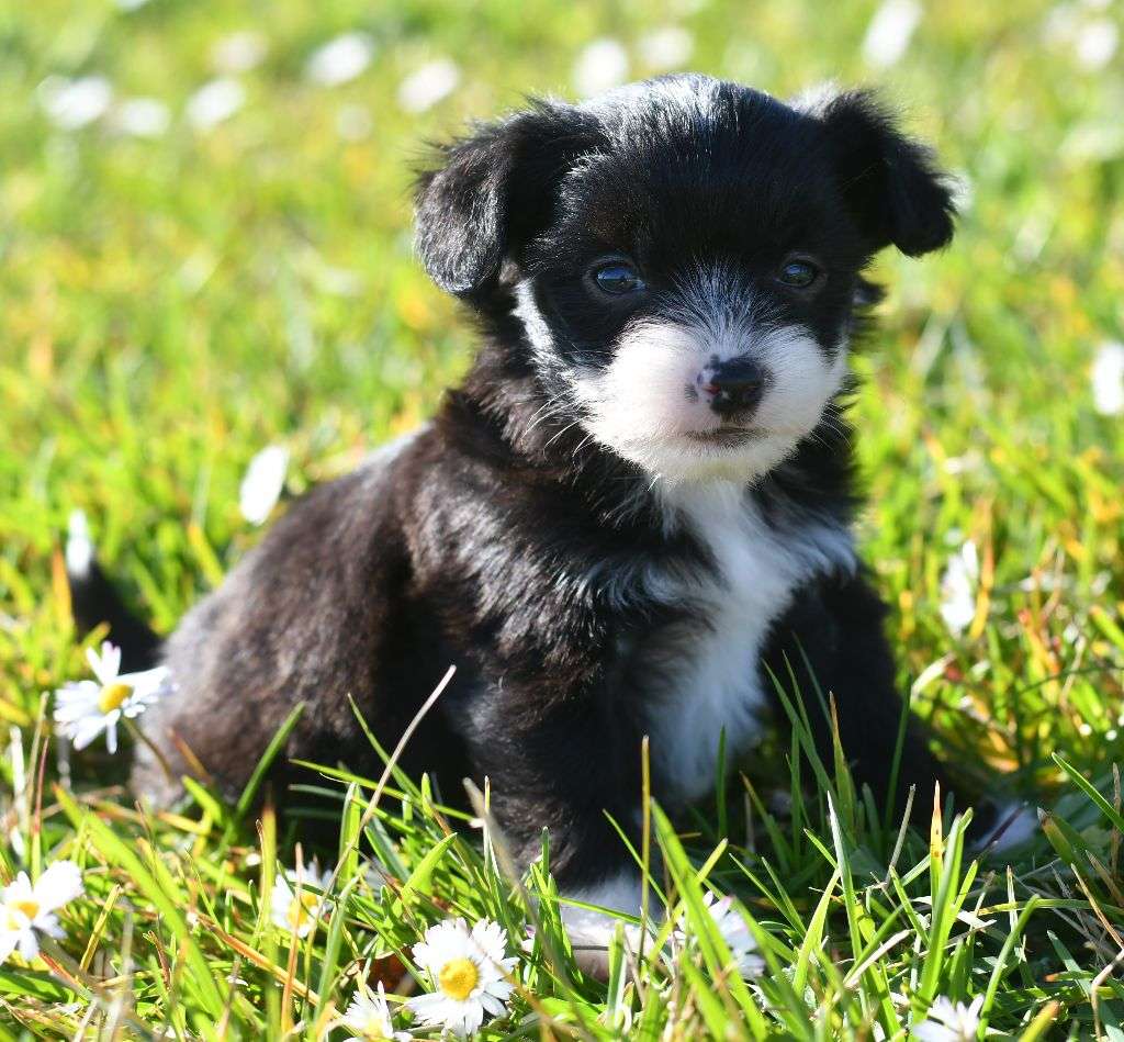 Little Dog Of Dream Vador