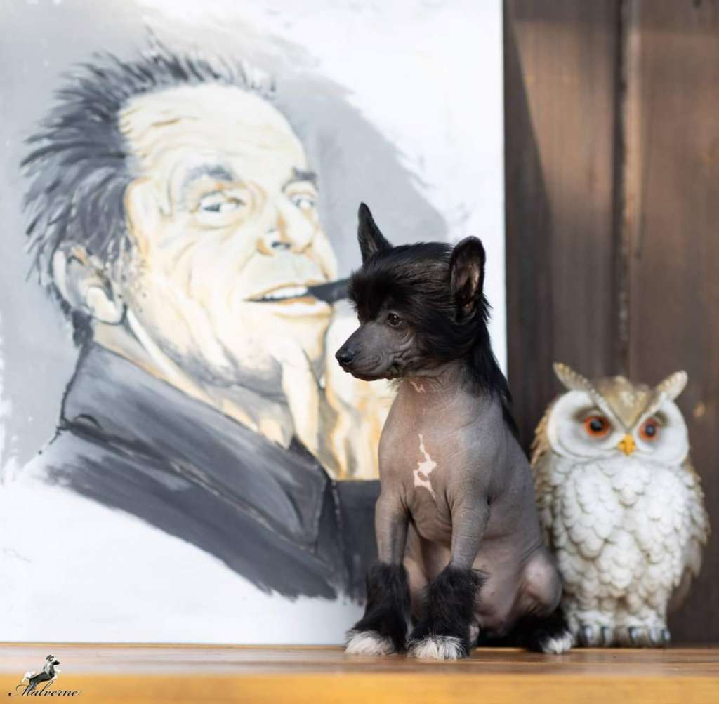 Ace Anitchi DraCZata