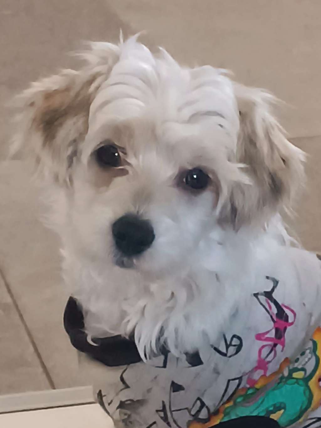 Solino's None Plus Ulta