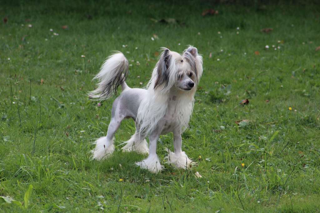 Sol'tanto Alfa Romeo