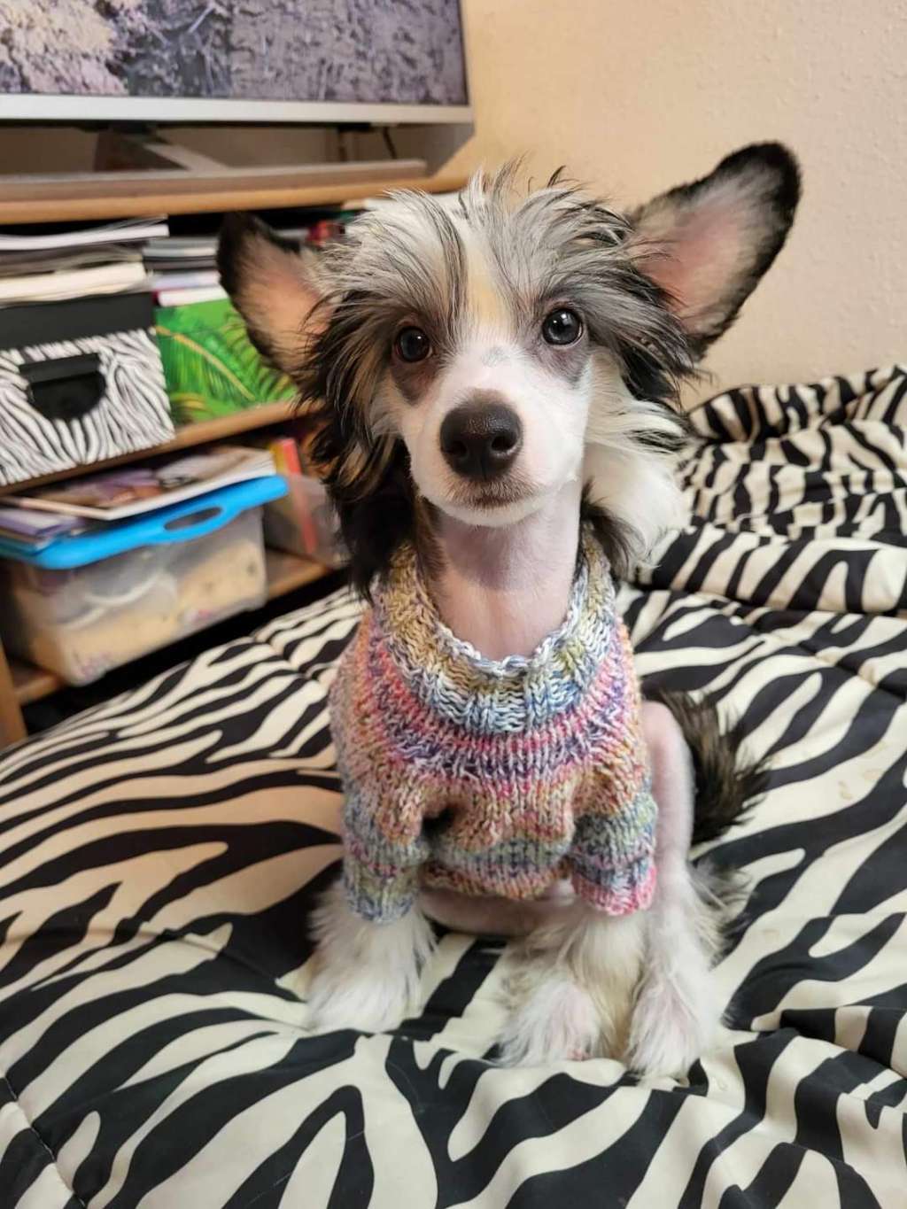 Sol'tanto Be-My-Queen