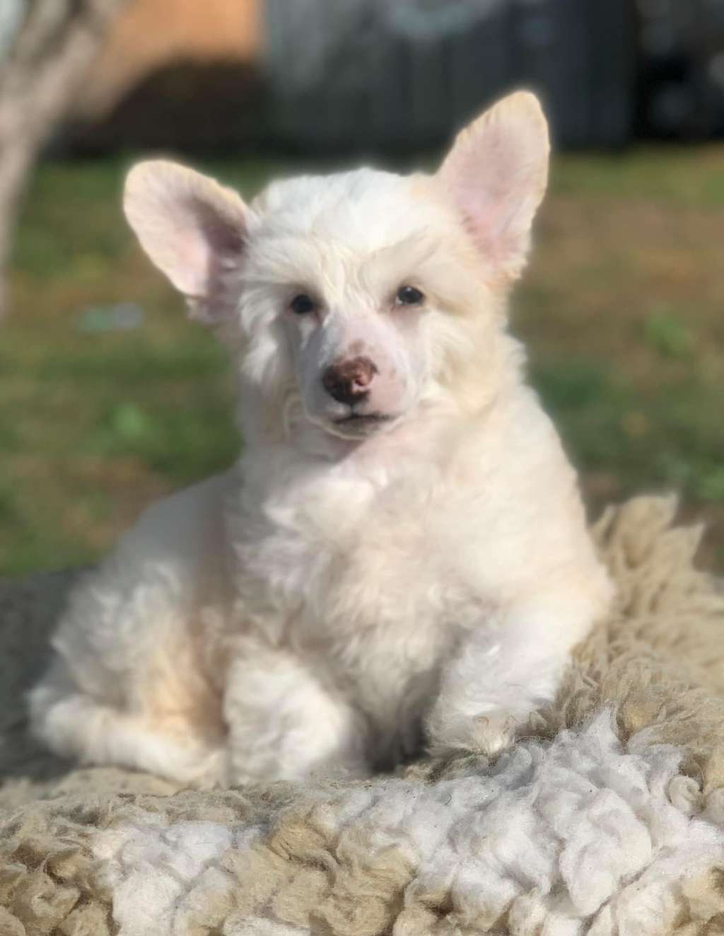 AkDeniz Bright Diamond