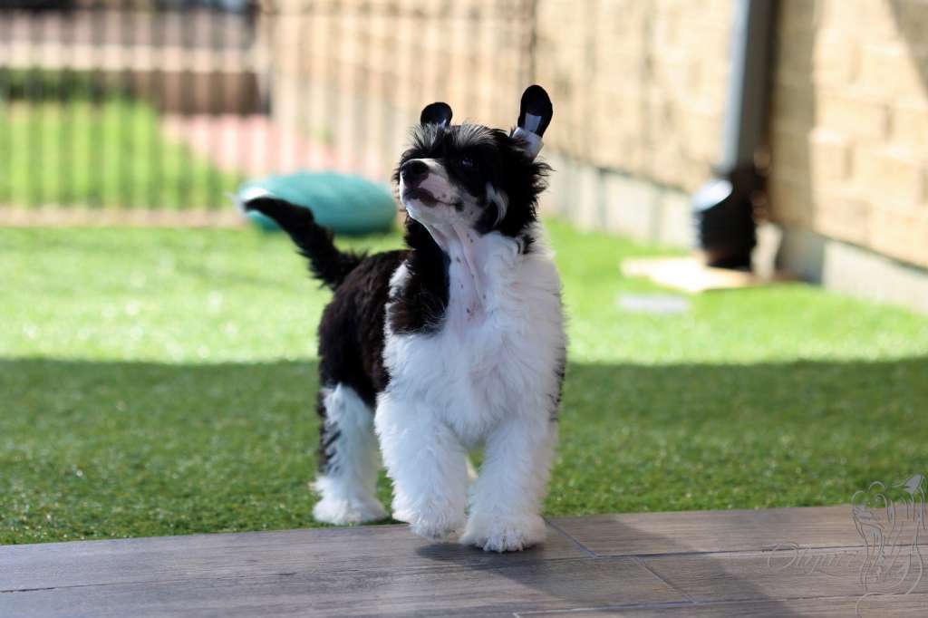 Olyuti's Moon Shadow