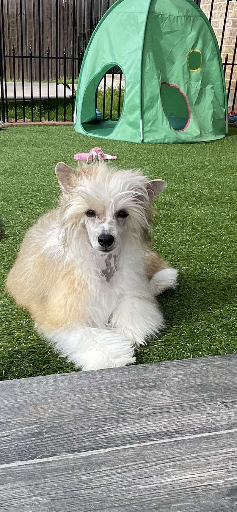 Olyuti's Never Give Up