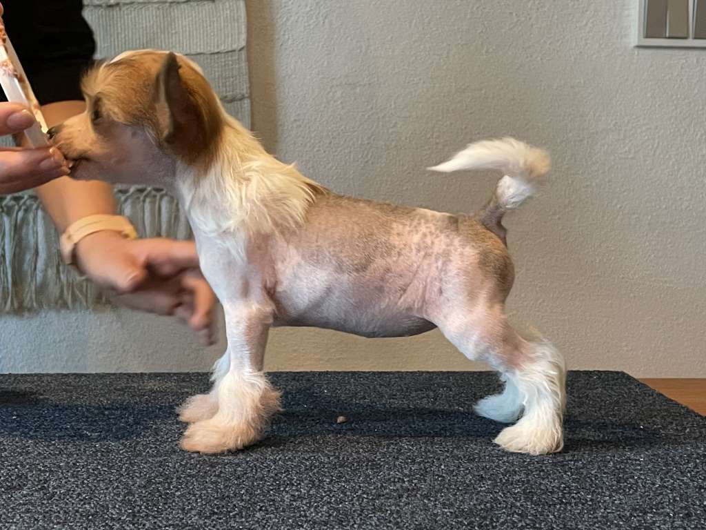 Maybell's Peony Lemon Dream