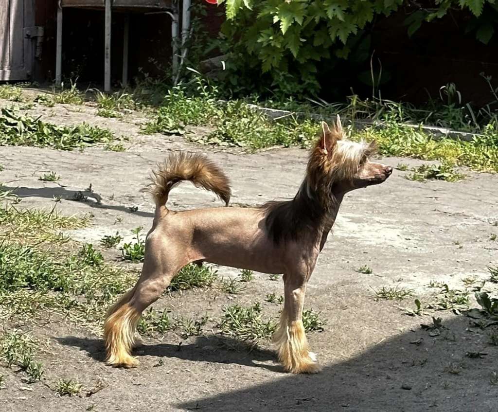 Leon Daniel Furswood