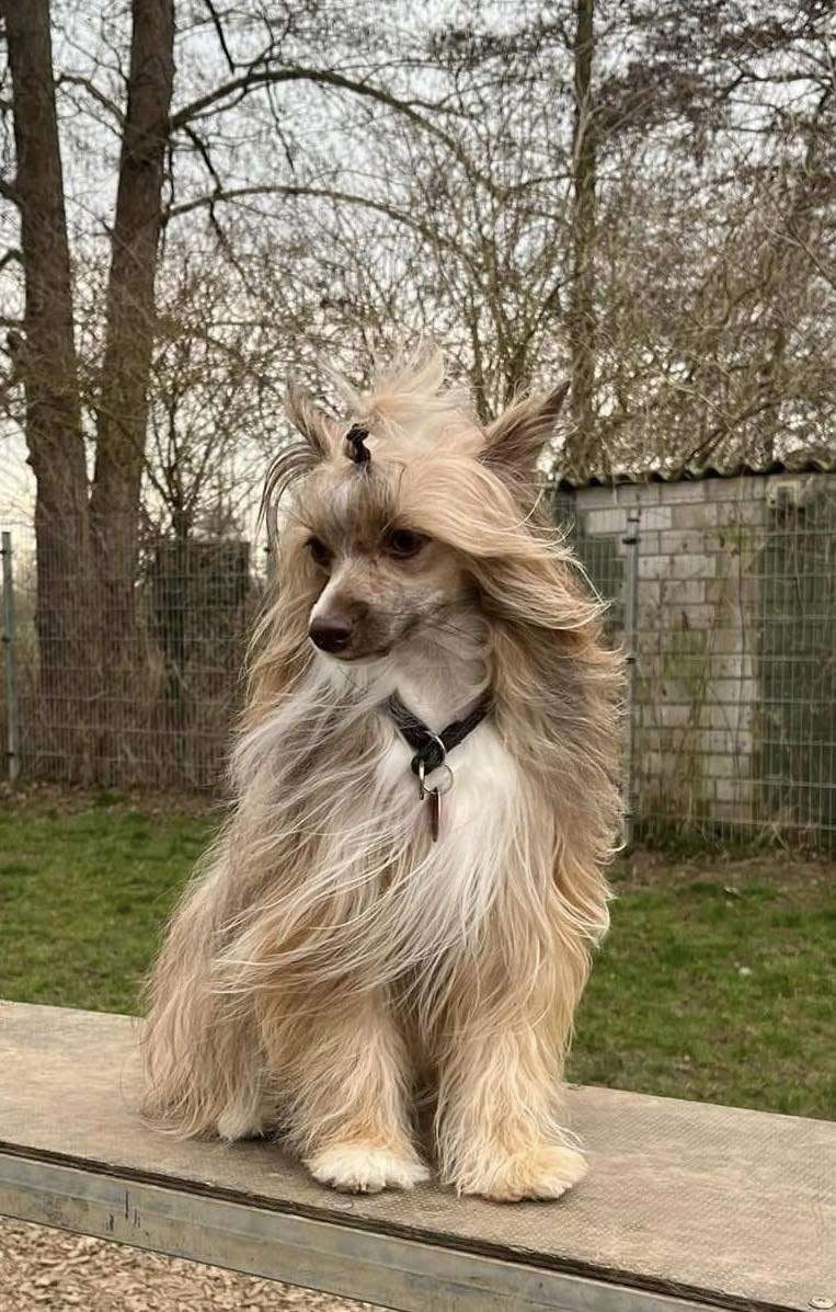 Lucia Daryana Furswood