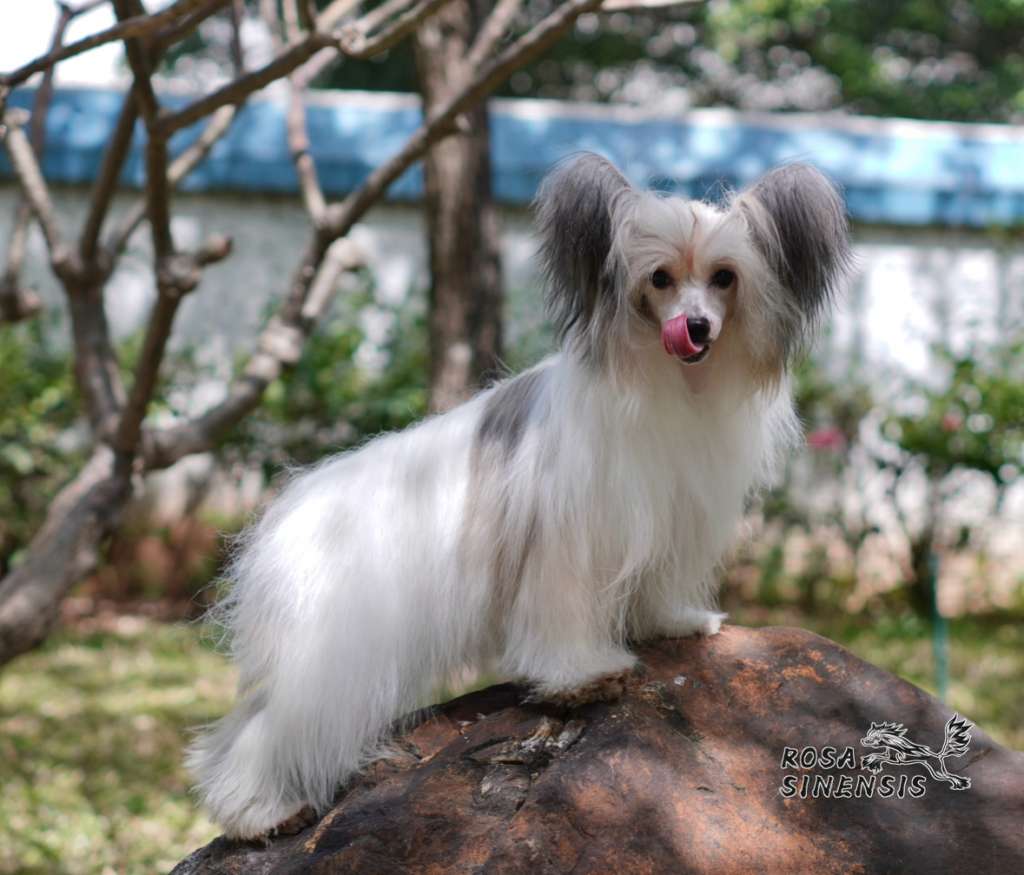 Rosa sinensis of Yummy