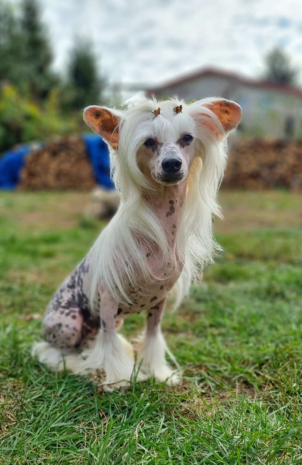 Bella Constanta Vajnika