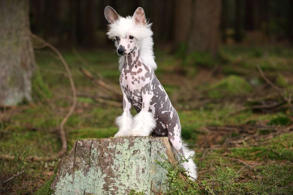 Que Viva La Vida Princes de la Roses