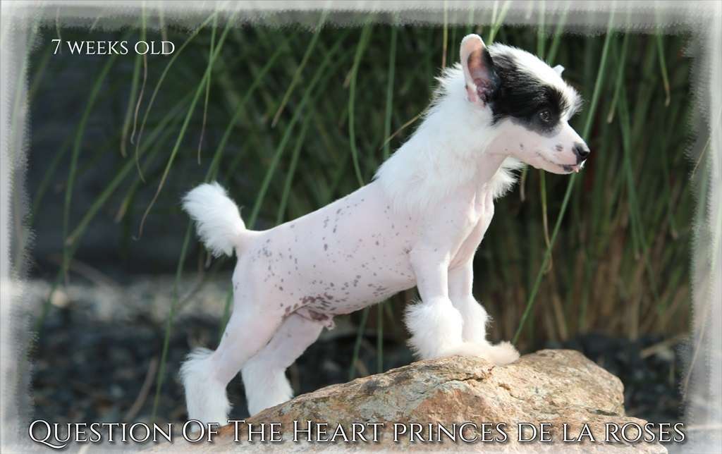 Question Of The Heart Princes de la Roses