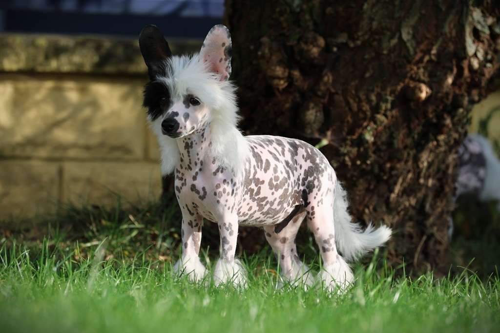 Quit Playing Games Princes de la Roses