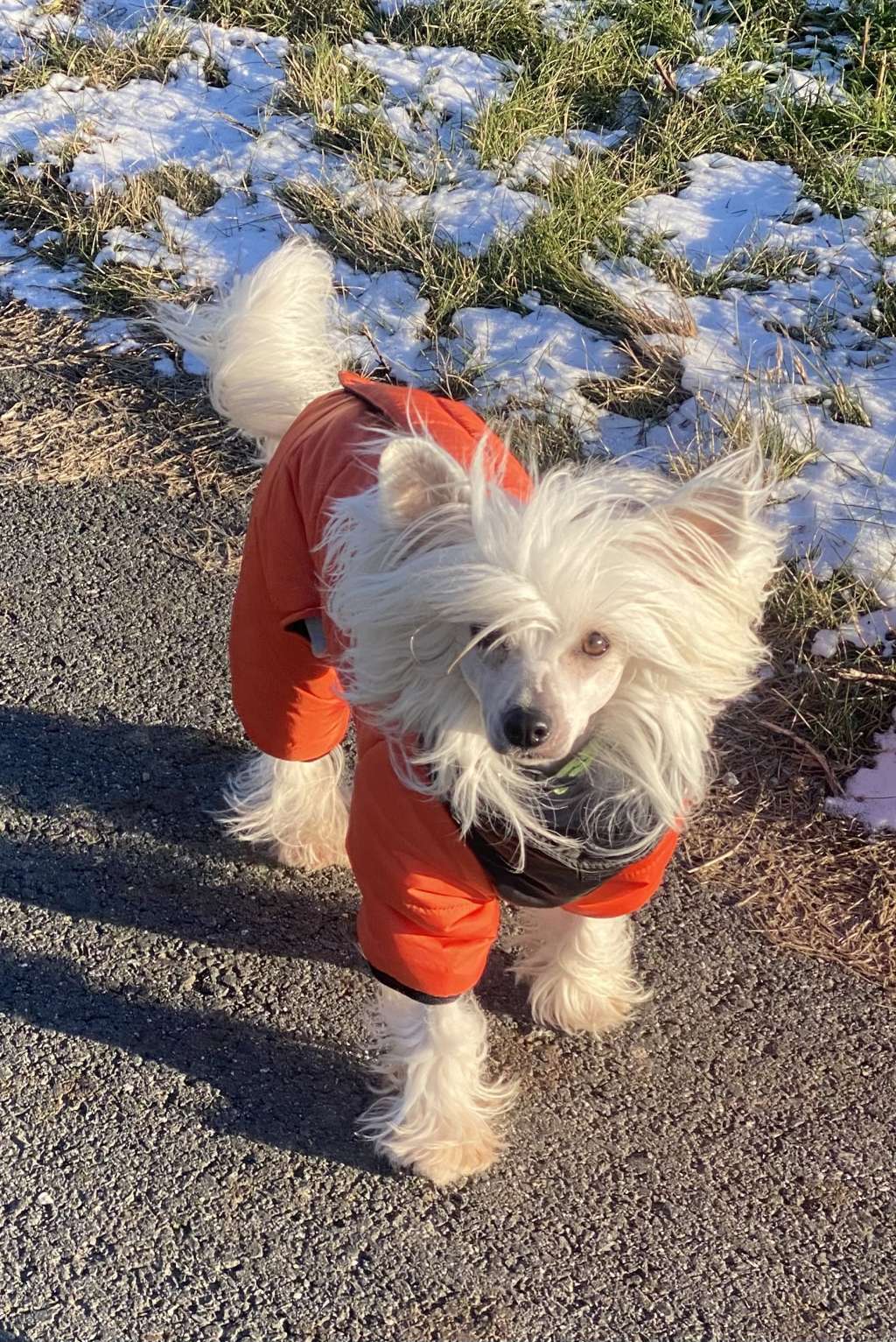 Queen Of Me Princes de la Roses