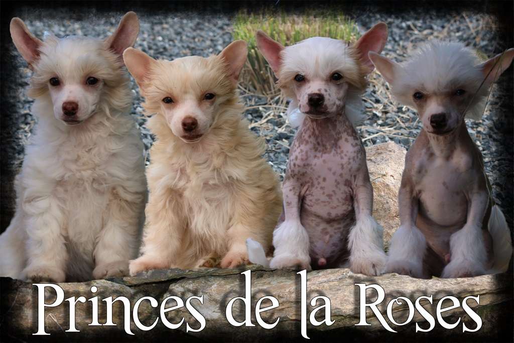 Ruby Tuesday Princes de la Roses