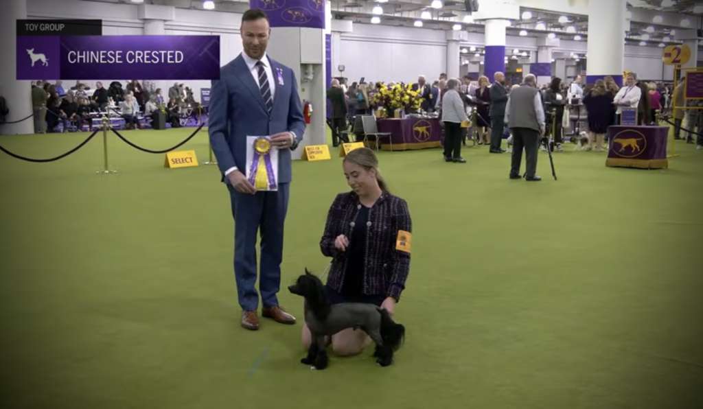 GCH Kaylen's Sommer No Ordinary Bromance