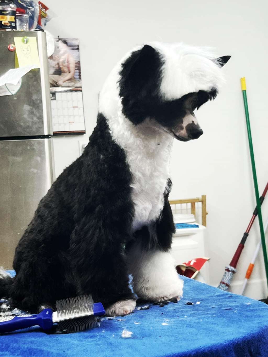 Kaylen's Shes A Fancy Fox