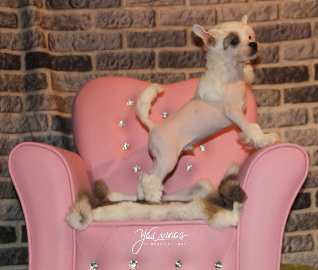 Yaquinas Kapitän Hook